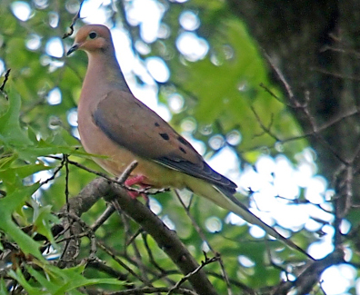 [Bird perched on a tree limb facing left. It has a light brown body with darker brown wings that have black at the tips. The bill is short and pointy-thin and the same dark brown. It has reddish-pink legs.]